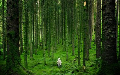 Ontdek de fascinerende wereld van boomknoesten